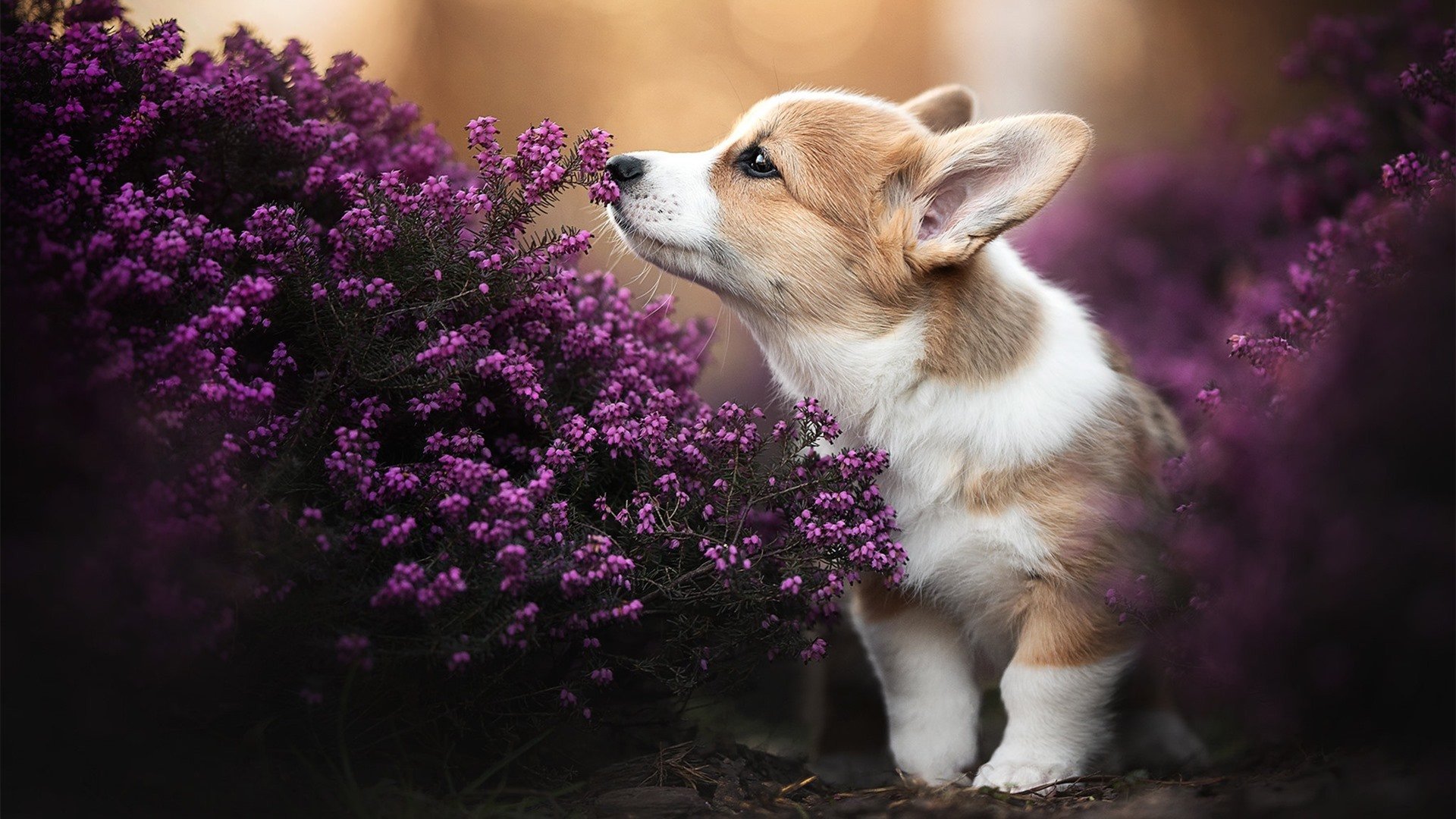 绿茵无界，从伯纳乌的星光照向巴格达的尘沙