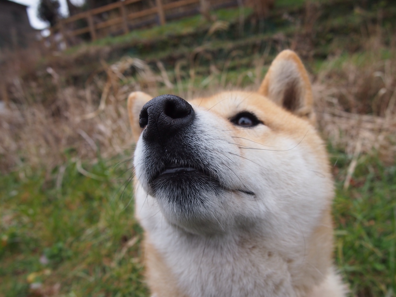 霍勒迪进攻端无解轰下35分,独行侠主场终结马刺三连胜