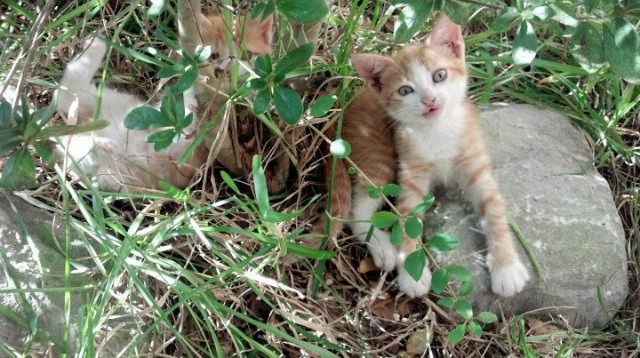 唯一性的双重奏,墨西哥淘汰波兰与托尼·帕克的总决赛接管