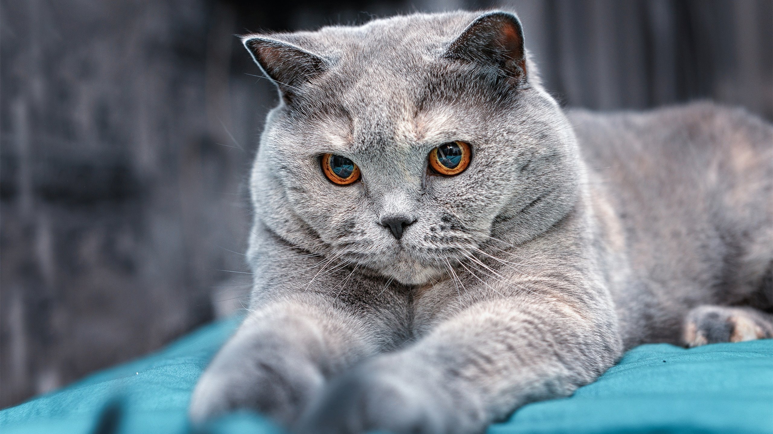 转换之间定乾坤，克莱核心光芒照亮勇士与新疆的战术棋盘