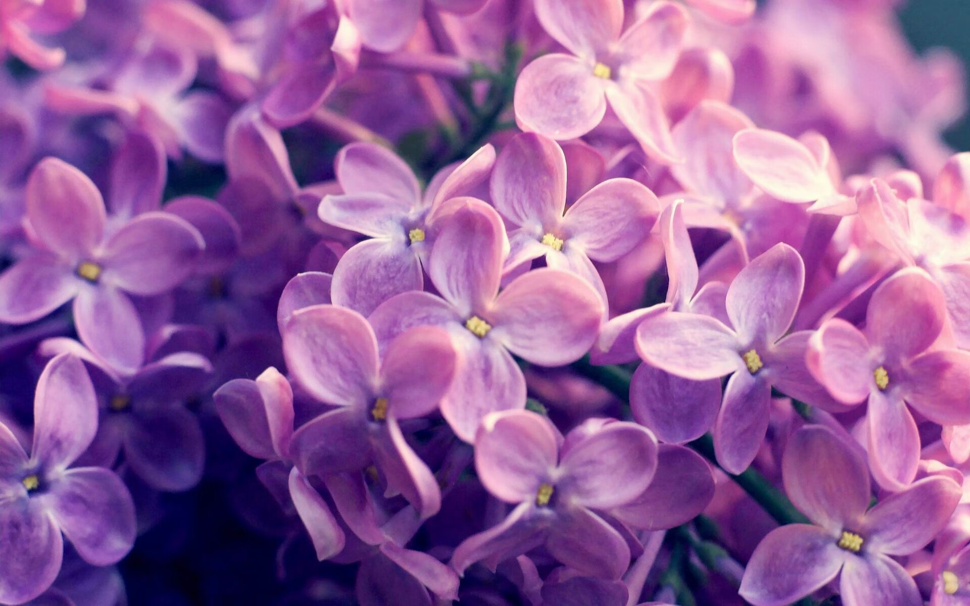 人类史上首次，F1引擎的轰鸣与南美巨人的怒吼在同一天改写历史