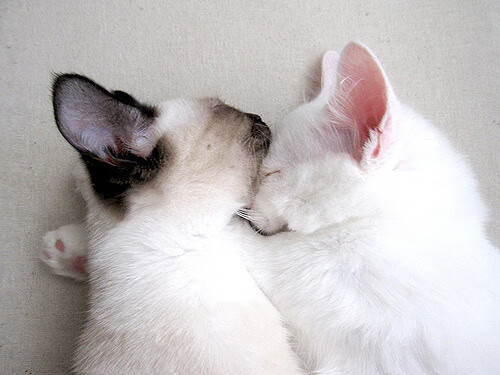 极光映雪夜，字母哥让年度焦点之战在第三节沦为私人天赋陈列馆