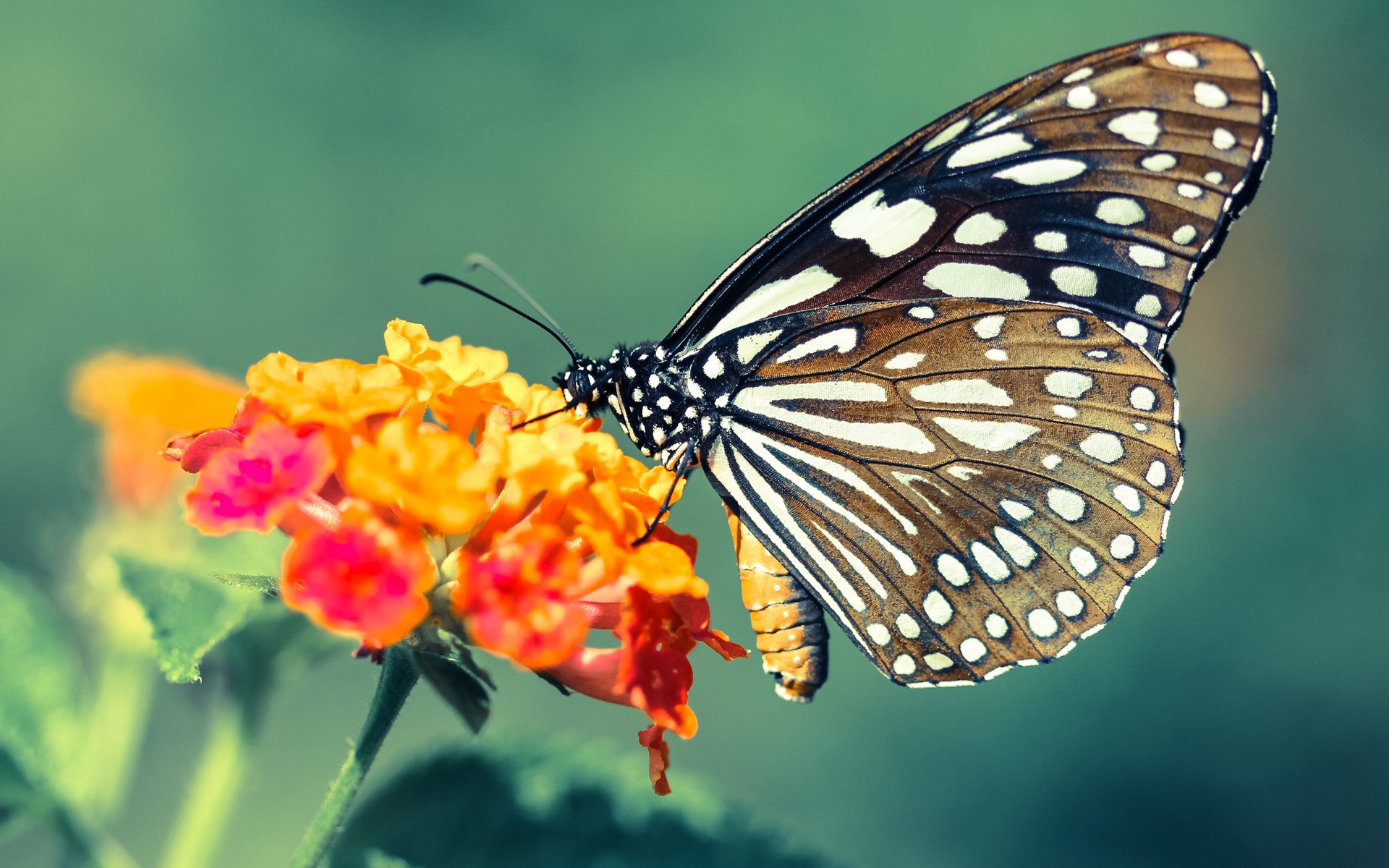 终极表演赛，C罗身着马赛战袍，末节狂飙主宰加拿大