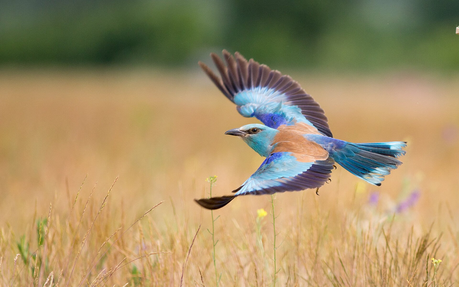 刀锋上的光,三笘薰末节接管,独挽西部沉沦之夜