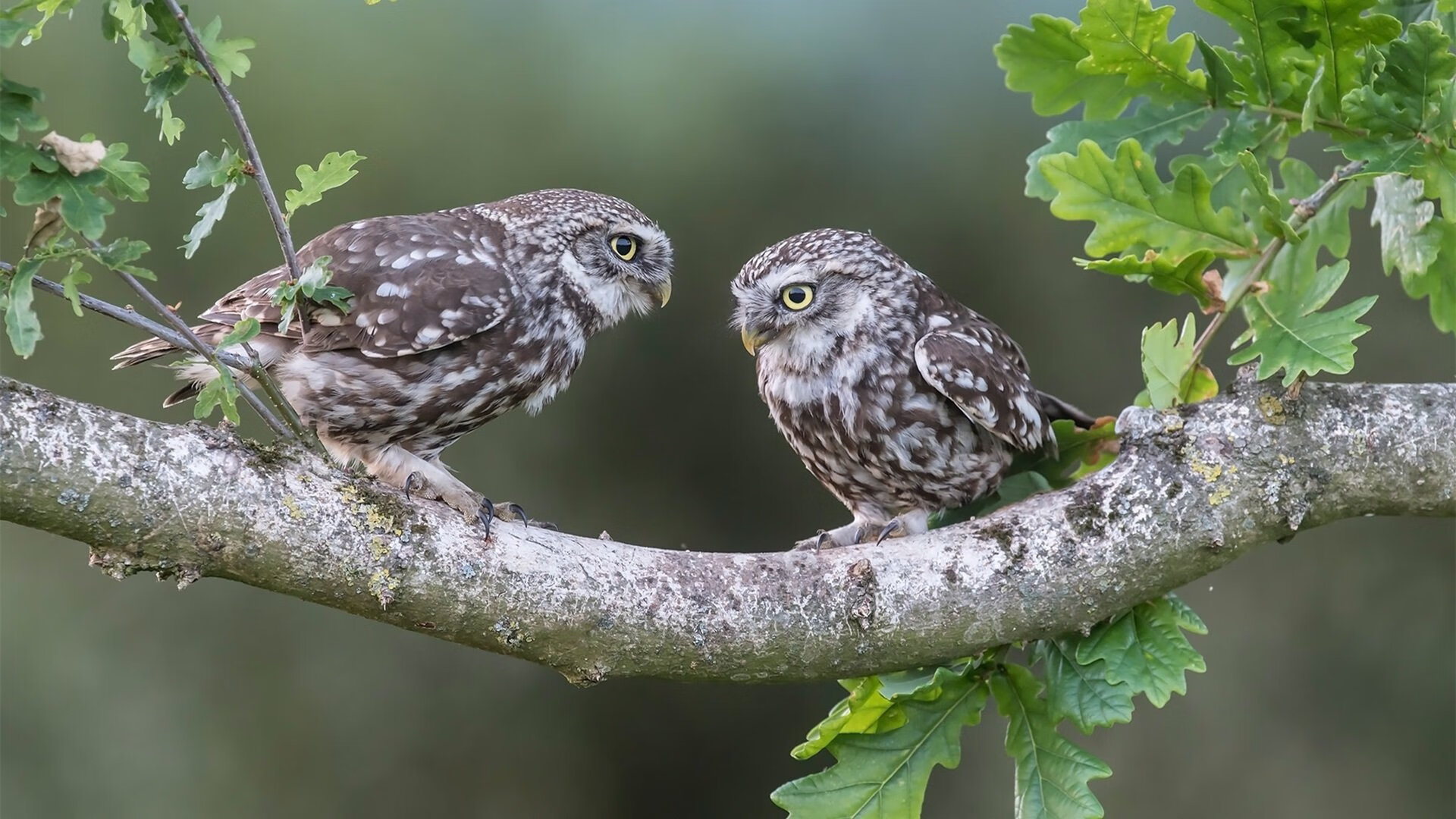 NBA季后赛上演跨洋镜像战，今日美国东西决，昨日欧洲死斗
