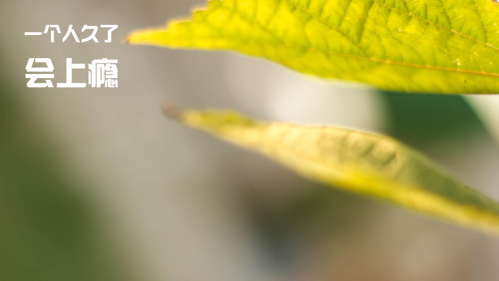 独行的王者,孙兴慜爆发与阿根廷淘汰赛过关土耳其的足球镜像