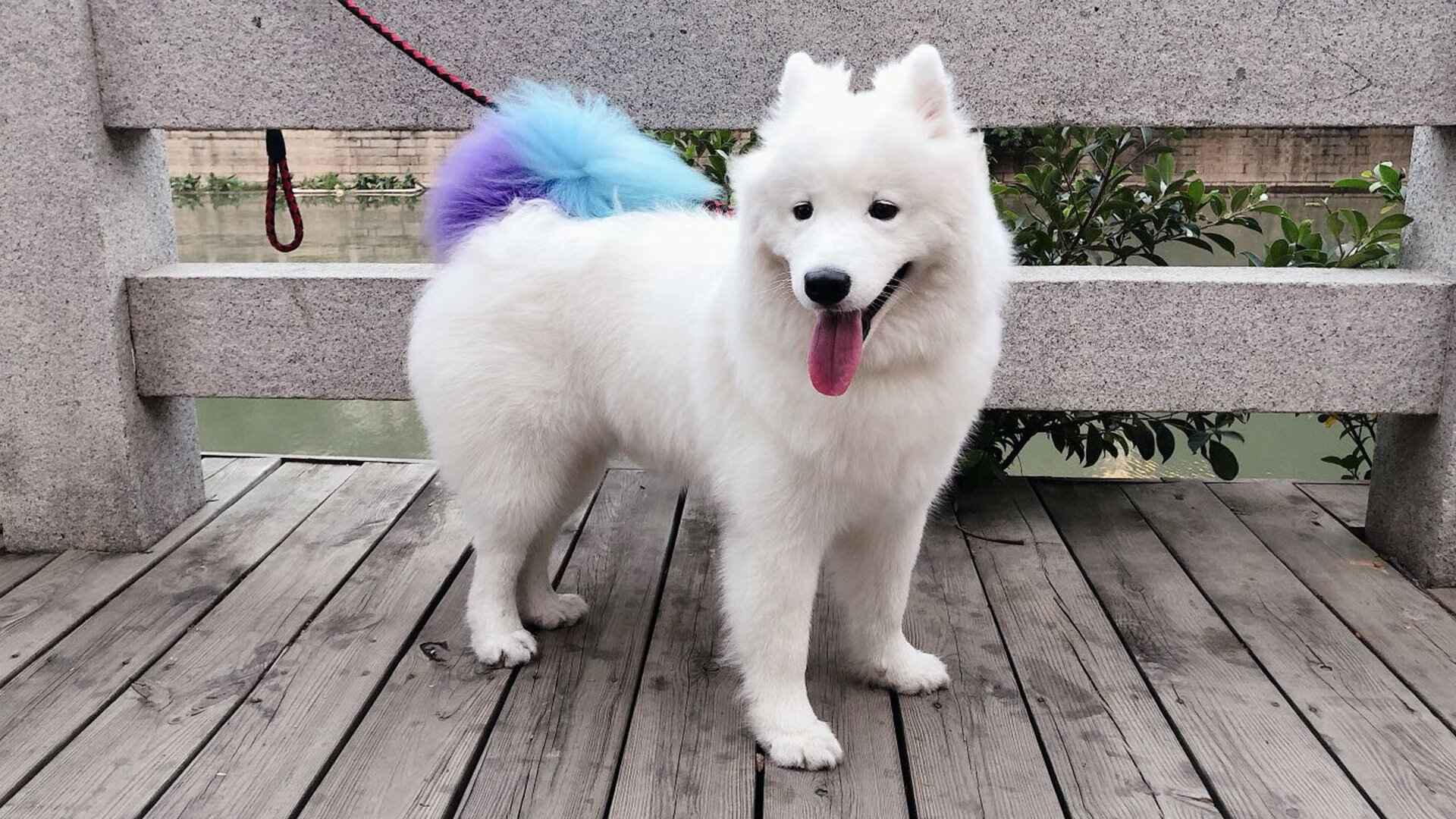 定海神针！浓眉稳定输出不掉线，国王力克开拓者稳守西部前六