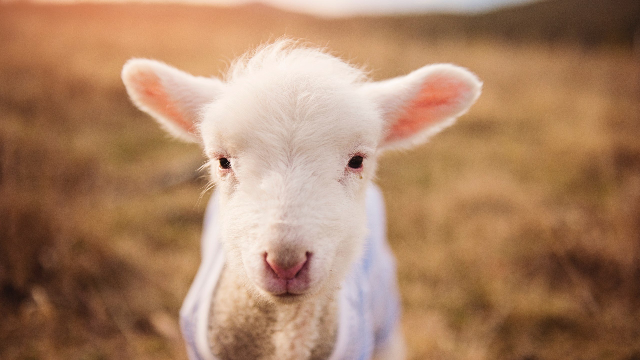 末节风暴,灰熊窒息攻防击溃广东,西决门票咫尺之遥