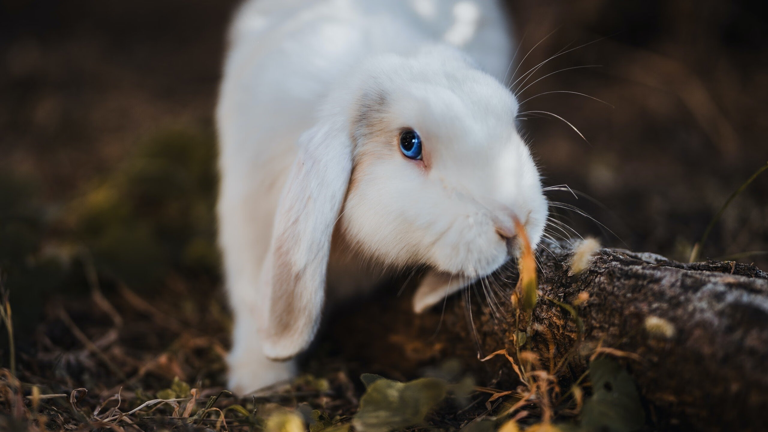 天神归位，一剑封喉，欧冠半决赛之夜，姆巴佩定义巨星价值