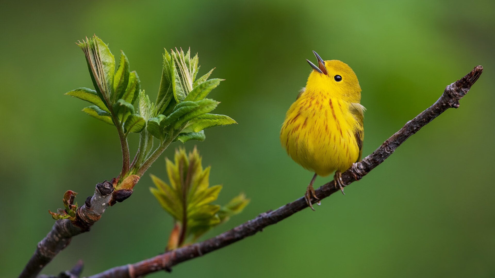 逆转之风中的王者权杖，杰伦·格林如何以一己之力重写国王与灰熊的终章