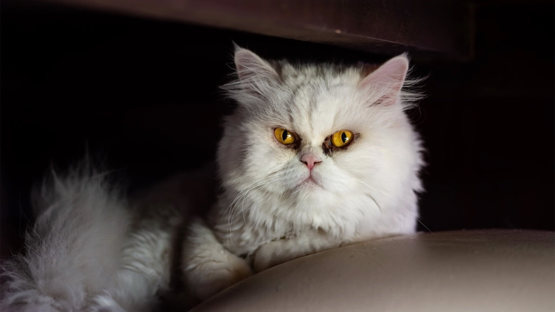 决战夜的冰与火,欧冠鏖战至暗时,库里三分雨浇熄悬念