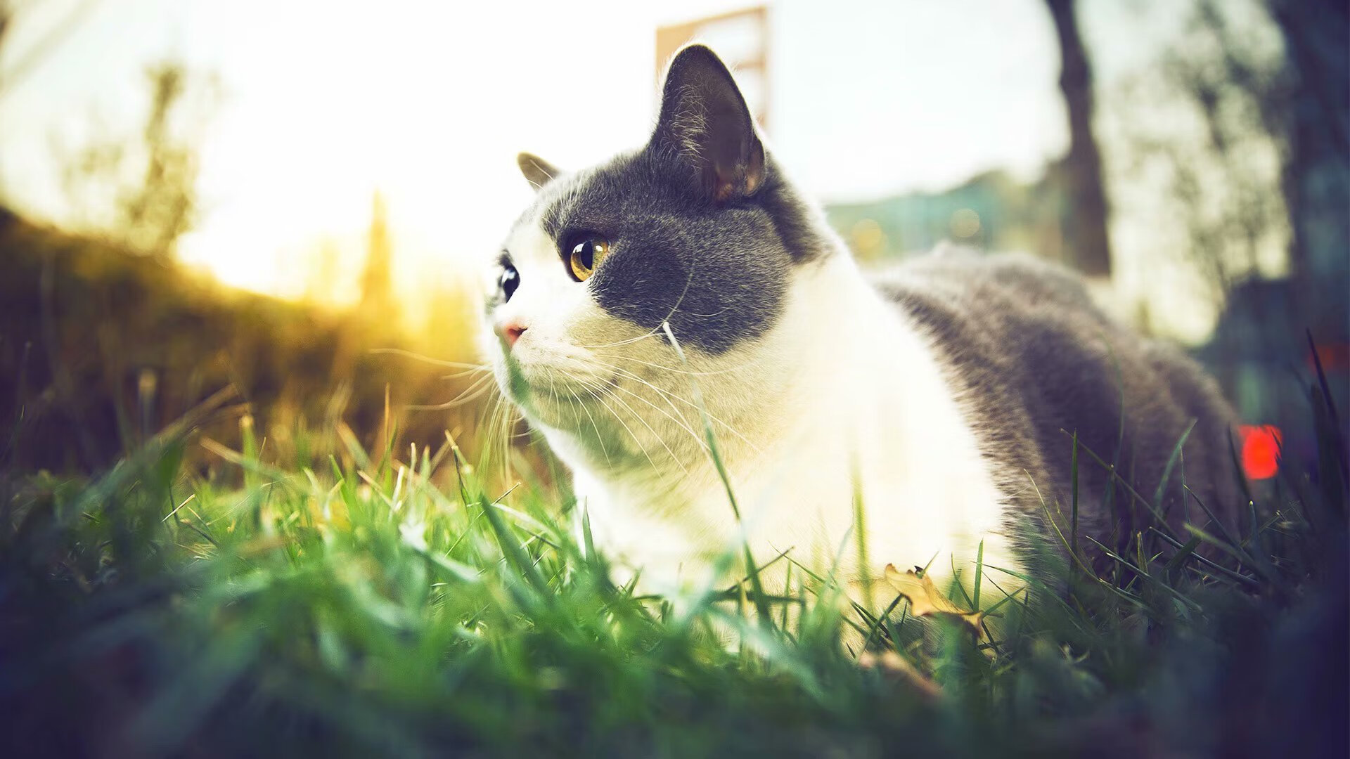 铁血马竞3-0碾碎华丽枪手！当极致团队撕碎天才构想，温格的美丽足球哲学走到尽头？