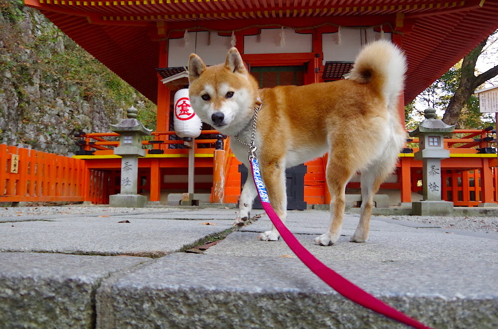 武切维奇33分14篮板奇兵天降！湖人抢七险胜掘金闯进西决